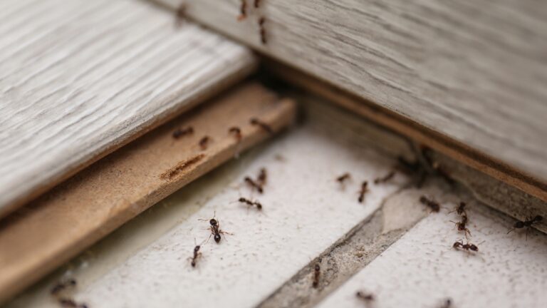 I Tried These 10 Natural Pest Control Methods and They Actually Work