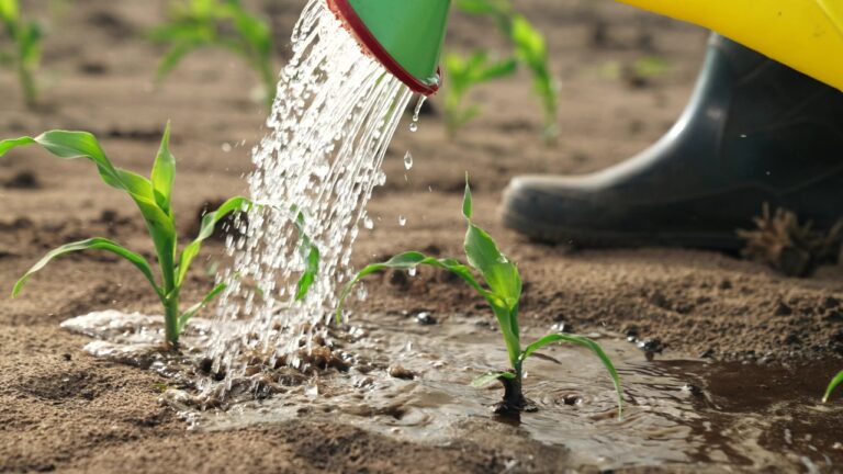10 Super Easy Ways to Save Water Around Your Home and Garden