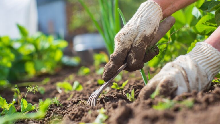 10 Weeds You Should Absolutely Never Ignore in Your Garden