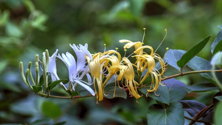 Japanese Honeysuckle
