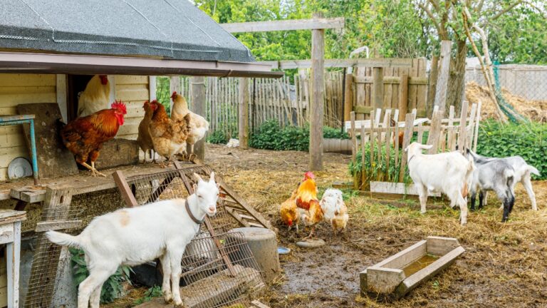 10 Homesteading Mistakes That Could Cost You Thousands