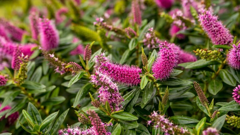 10 Low-Maintenance Plants That Still Look Amazing