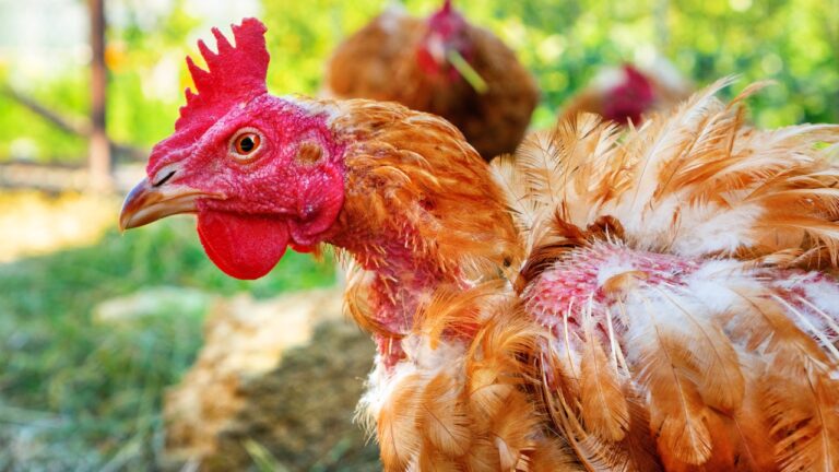 10 Signs Your Chickens Are Unhealthy (And What to Do About It)