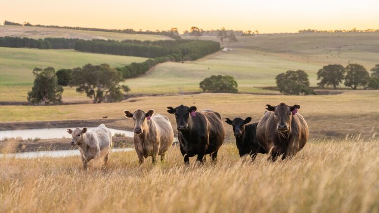 10 Common Myths About Raising Livestock You Need to Stop Believing