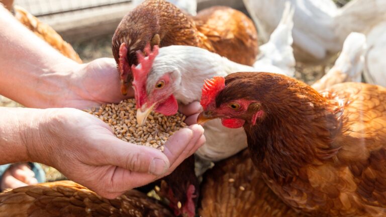 11 Smart Ways to Cut Feed Costs Without Sacrificing Nutrition