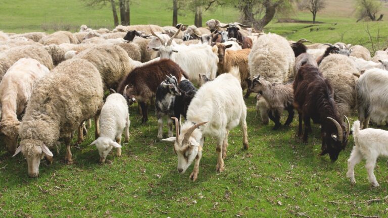 8 animals you can keep without a big pasture