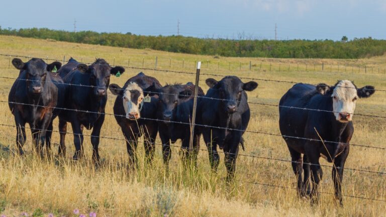 7 livestock setups that look cheap—until you spend $2,000 fixing them