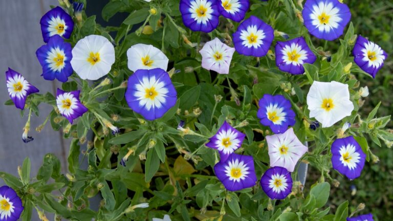 10 Plants That Will Ruin Your Yard If You’re Not Careful