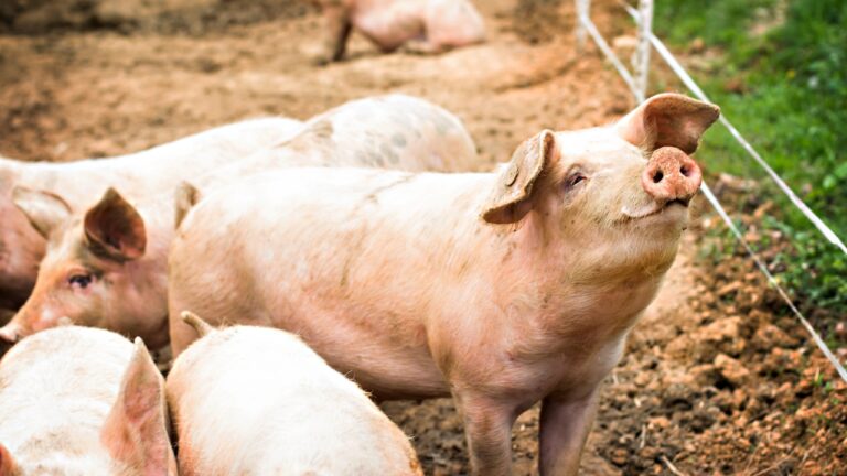 11 Fast-Growing Livestock That Will Start Producing Quickly