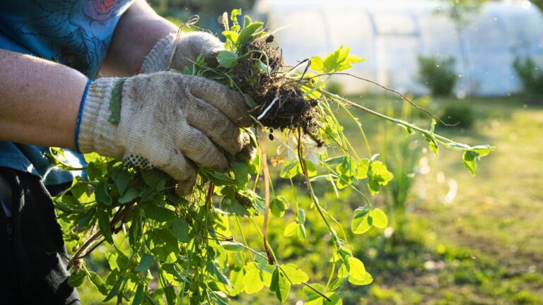 12 Smart Ways to Keep Weeds Out of Your Landscaping for Good