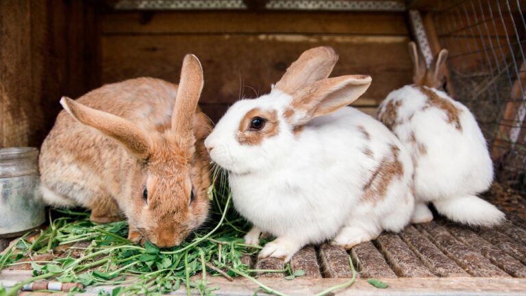 10 Expensive Beginner Mistakes That Can Wreck Your Homestead Animals