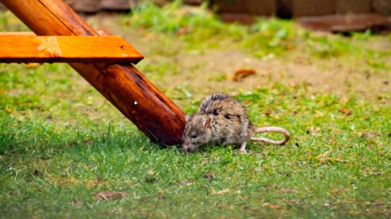 10 Ways Your Landscaping Choices Are Actually Attracting Pests