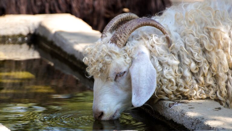 8 Surprising Ways You’re Making Your Livestock Sick