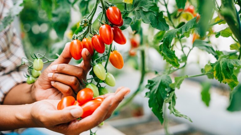 10 High-Yield Crops That Thrive in Small Spaces