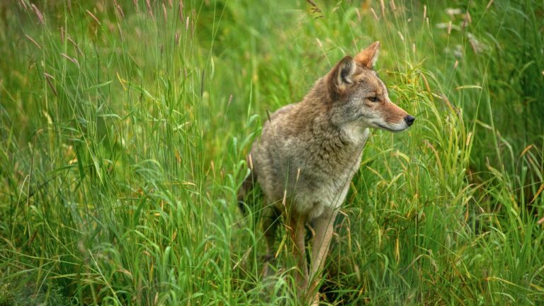 What Caliber Works Best for Coyotes, Raccoons, and Other Nuisances?