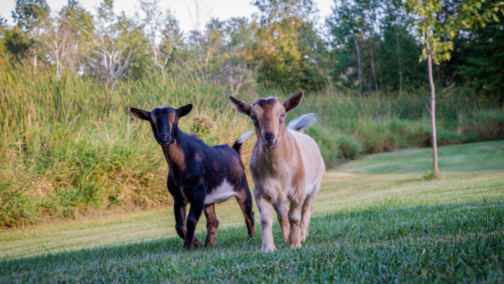 Goats Getting High 7 Things We Wish We Knew Before Getting Goats – Fix It Homestead