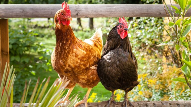 Reasons Your Chickens Keep Ending Up Where They Shouldn’t
