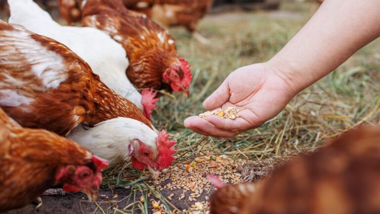 7 Things No One Tells You About Backyard Chickens Until It’s Too Late