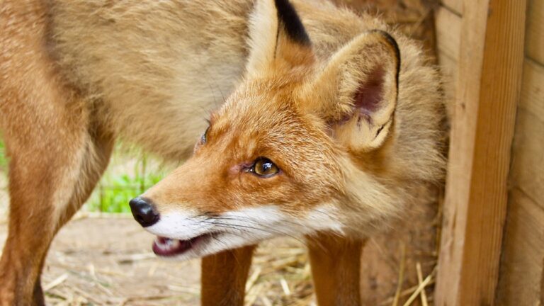 Got Predators? These Are the Best Guns for Defending Your Flock