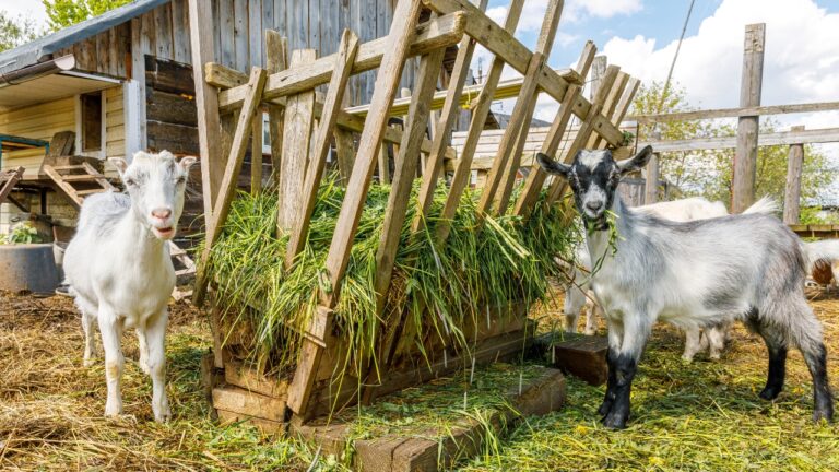 What You Can Raise on a Quarter Acre (More Than You Think)