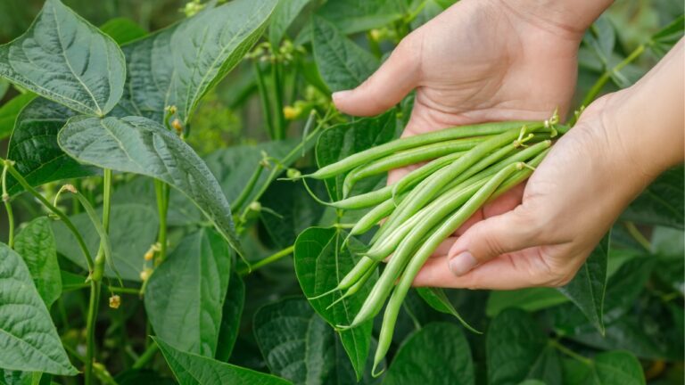 7 Survival Crops You Should Be Growing in Your Backyard