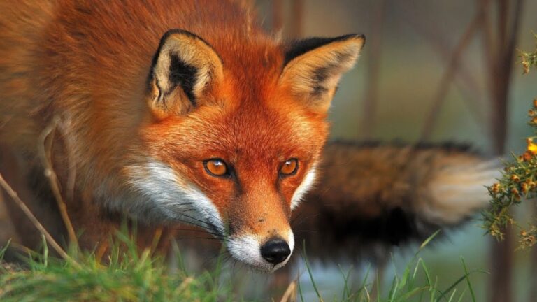 Best Calibers for Taking Out Foxes, Bobcats, and Other Small Predators