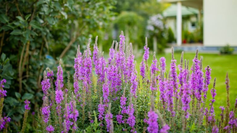 8 Plants People Keep Using That Don’t Belong in a Yard