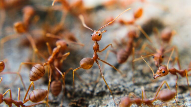 8 Real Fixes That Kept Ants Out of Our House for Good