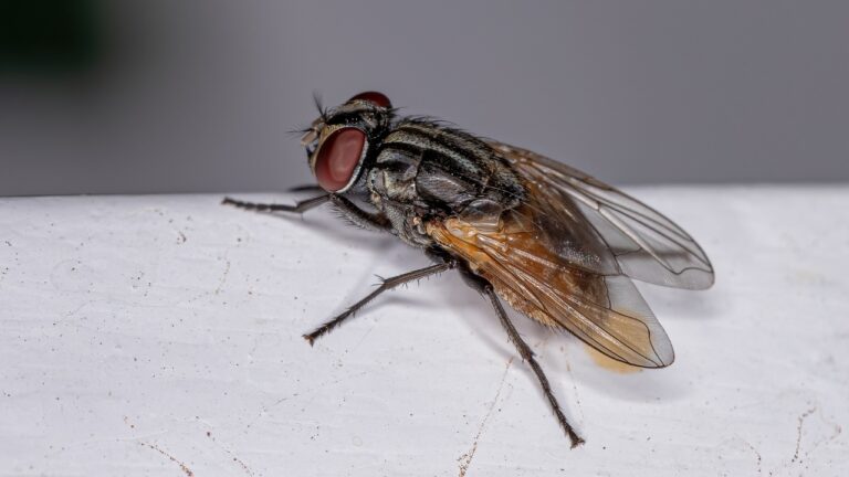 7 Tricks I Use to Keep Flies Off the Back Porch