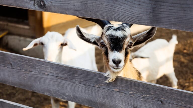 7 Things We Wish We Knew Before Getting Goats