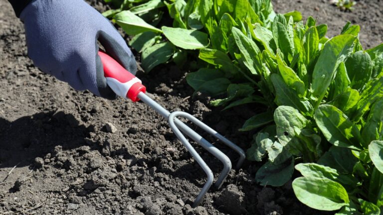 9 Things That Helped Our Plants Survive a Hot Summer