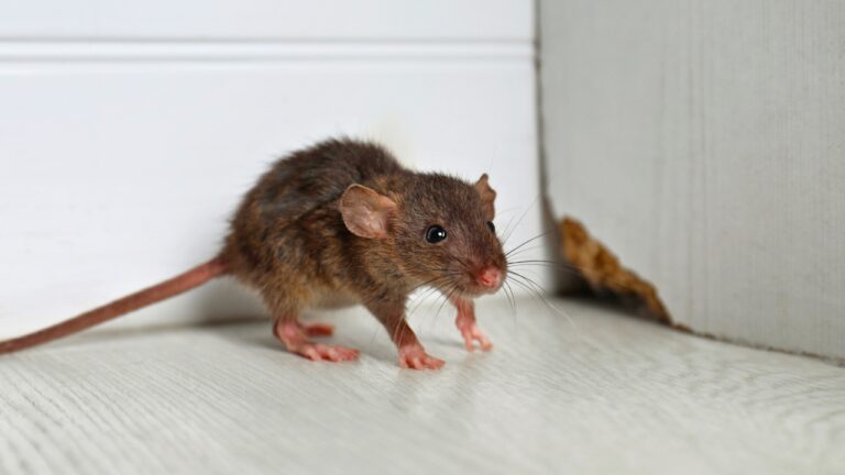 10 Smells That Send Mice Running (And Where I Use Them)
