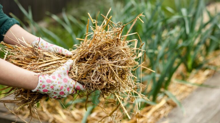 10 Tricks That Can Make Your Garden Produce Way More