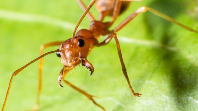 7 Smells That Ants Absolutely Hate (And How I Use Them Around the House)