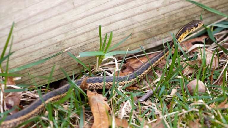 How to Keep Skunks, Snakes, and Raccoons From Tearing Up Your Property
