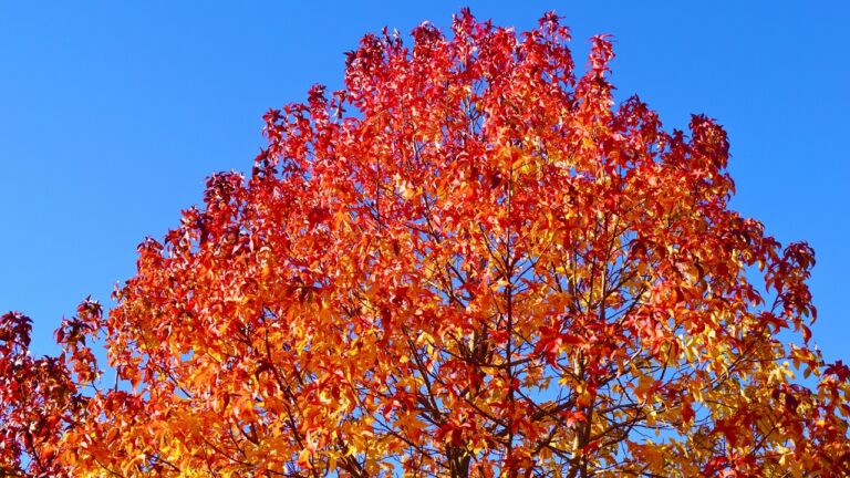 10 Trees That Are Beautiful But Bad for Your Yard