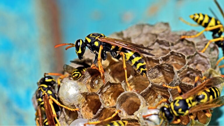 8 Things I Stopped Doing That Were Attracting Wasps