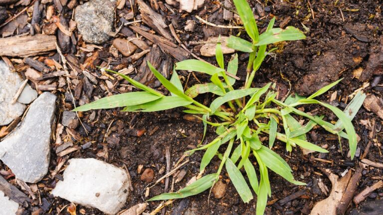 10 Weeds That Mean Bigger Problems Are Coming