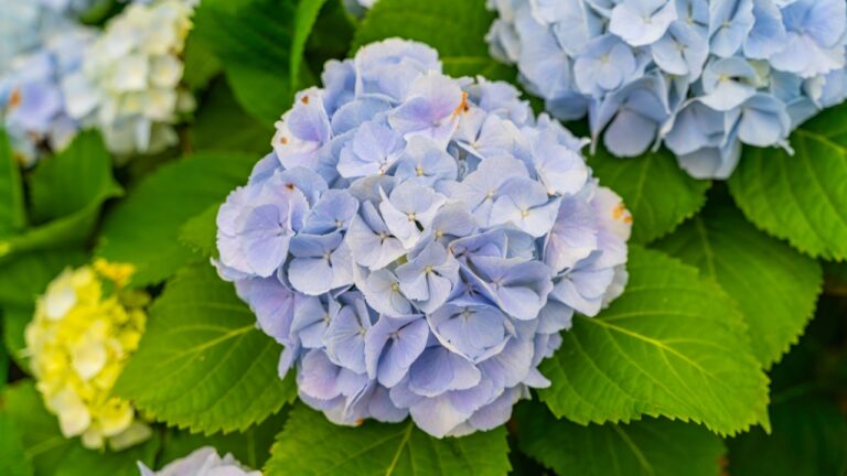 10 Popular Plants That Are a Nightmare to Maintain