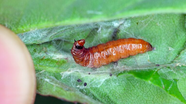 10 Plants That Attract the Wrong Bugs