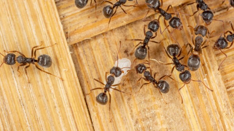 10 Tricks That Keep Ants Out of the House All Summer