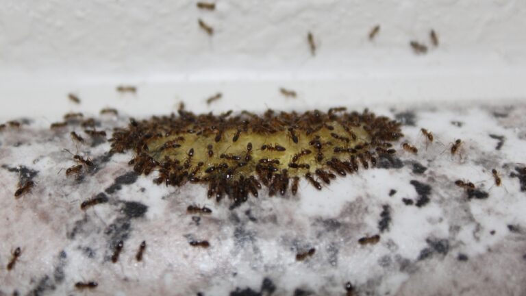 10 Smells You’re Using That Are Attracting Bugs