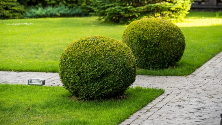 Plants That Look Nice Until You Actually Have to Trim Them