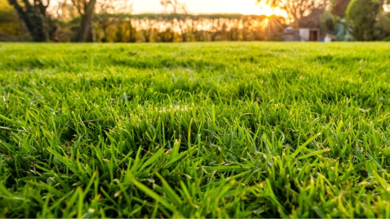 10 Things That Make a Lawn Look Lush Without Chemicals
