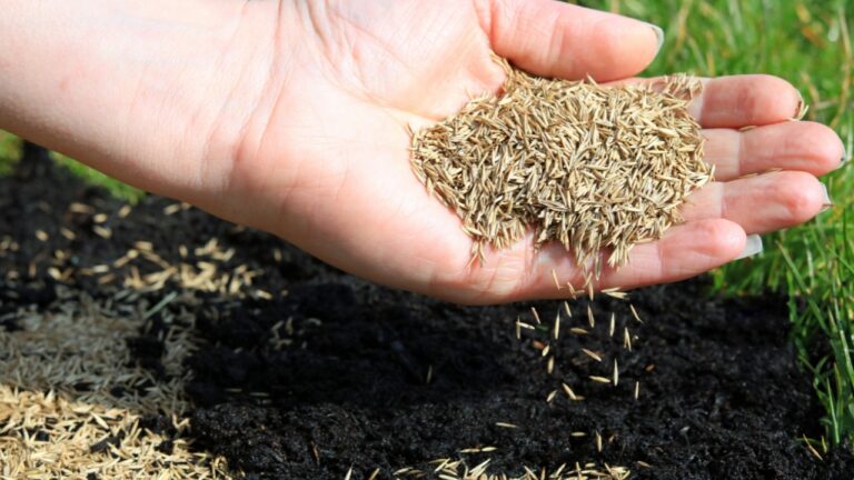 10 Weekend Yard Fixes That Pay Off Fast