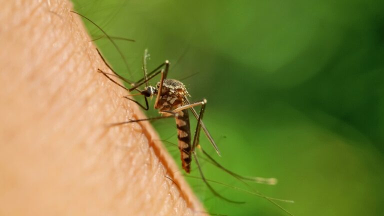 Plants That Actually Help Control Mosquitoes (And Which Ones Don’t)