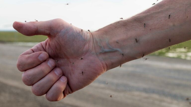 9 Backyard Features That Are a Bug Magnet in Summer