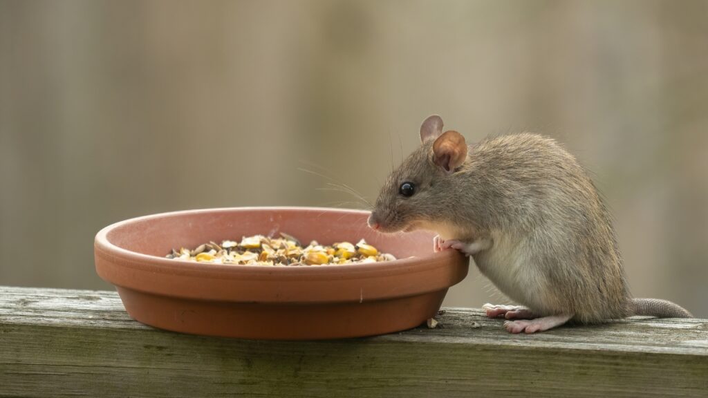 birdseed
