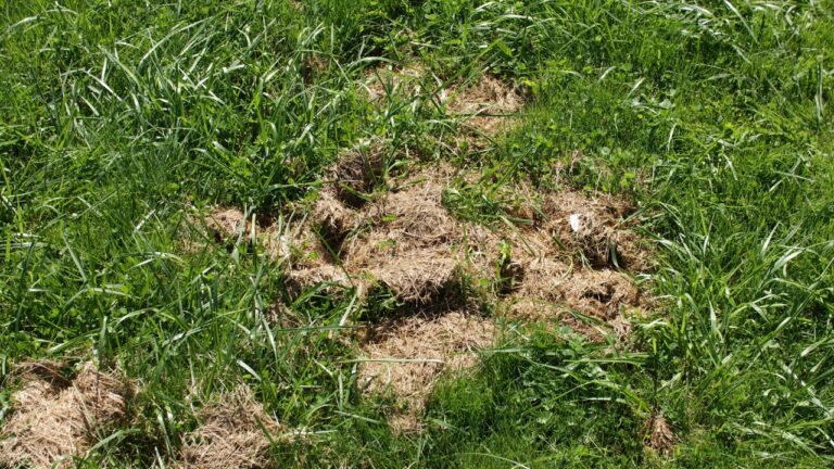 10 Mistakes You’re Making After Mowing That Undo the Work