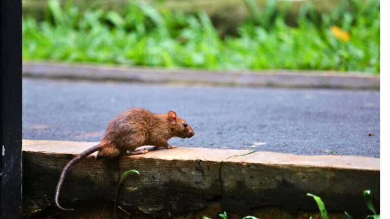 7 Things You’re Leaving Out That Attract Mice in the Heat